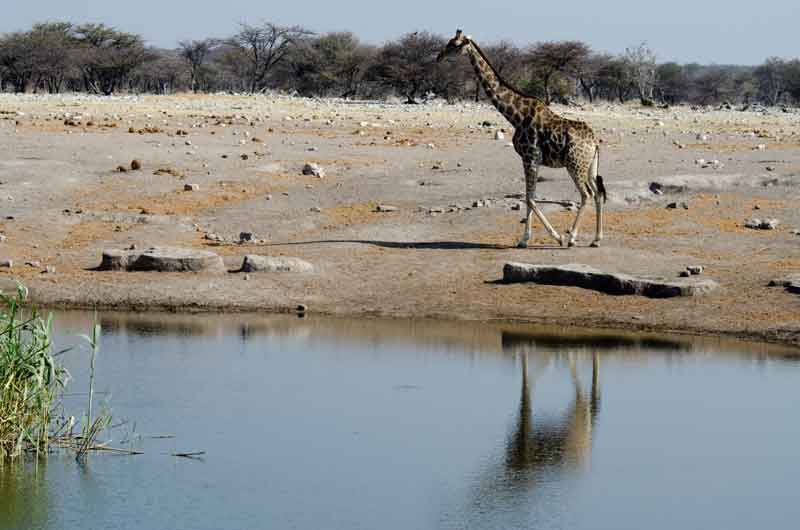 Jirafa - parque nacional de Etosha - Namibia 07.jpg